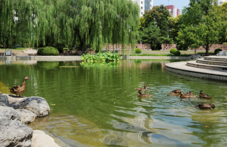 科普 | 小湿地 大潜能