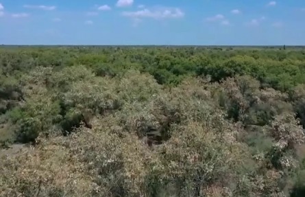 新疆塔克拉玛干沙漠：450万亩胡杨树进入落种期