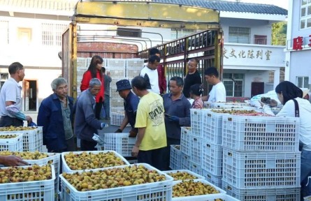 贵州黔南贵定：刺梨喜丰收 昔日山野果变群众增收致富果