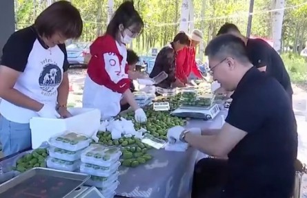 河北：发展特色种植 乡亲们喜收“致富果”
