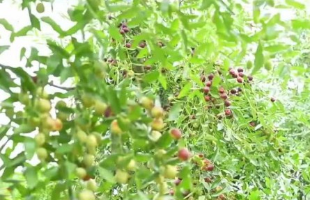 河北：特色产业助力乡村振兴