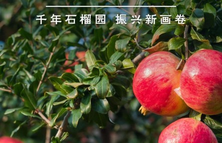 鉴往知来，跟着总书记学历史 | 千年石榴园 振兴新画卷