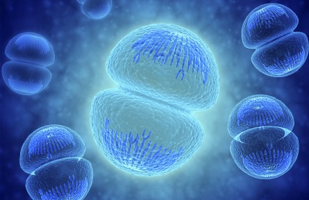 科技名词 | 细胞周期  Cell cycle