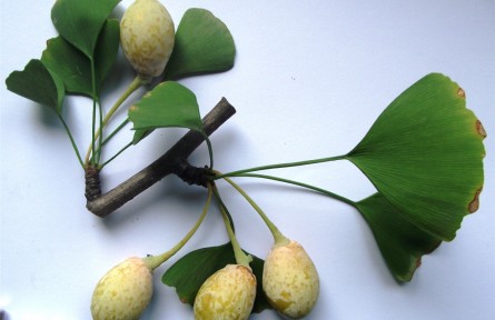 物种故事 | 银杏：我国特有的孑遗植物