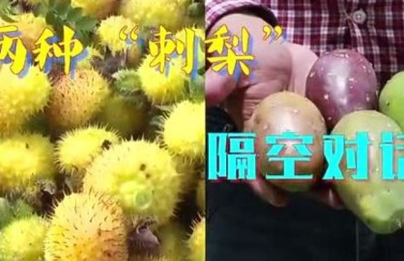 中国贵州对话墨西哥城：两种“刺梨”，共品丰收甜蜜