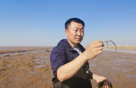 黄河口海底“种草”记