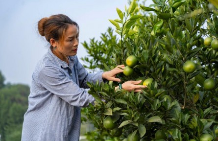 养鱼又种果 富了村民又“绿”村——四川资中鱼乡融合发展见闻