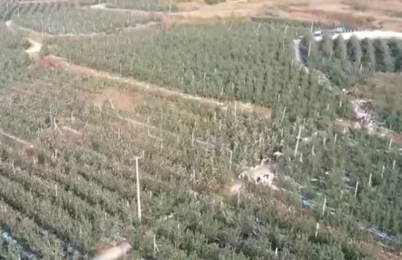 山东沂源：32万亩苹果喜获丰收