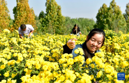 山东嘉祥：有机菊花助力乡村振兴