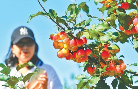 北京延庆果品走俏 北纬40度的甜蜜事业