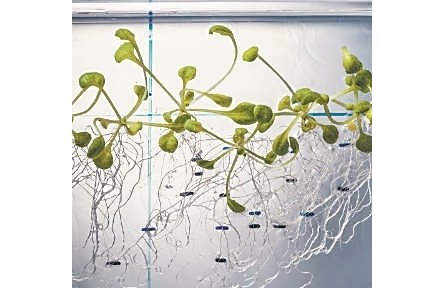 植物怎样“看见”光从何处来