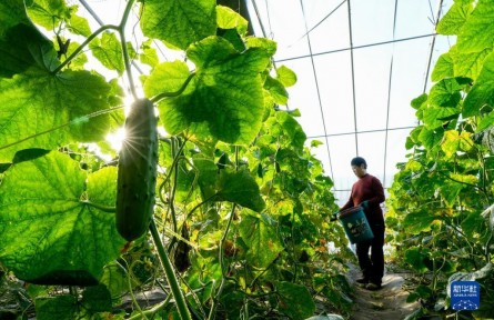 河北滦州：高效设施农业助冬季增收