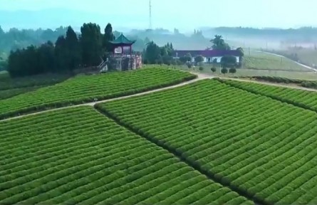 湖北发布十大行动 推动楚茶崛起