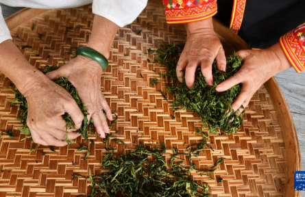 广西梧州：千年古茶万里香