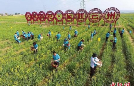 山西大同：黄花产业跑出乡村振兴“加速度”