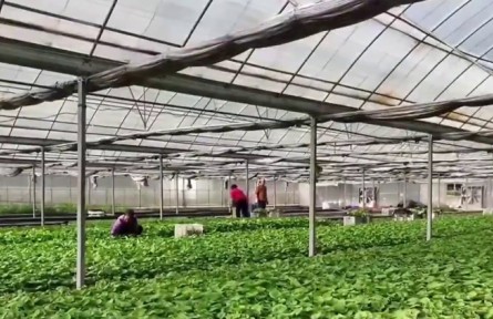 科技赋能乡村产业振兴 重庆各地冬闲时节迎丰收