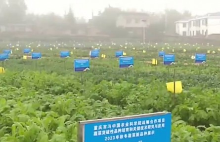 重庆市蔬菜良种覆盖率达到90%以上