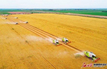 新疆粮食产量再创新高 农业生产实现大幅增长