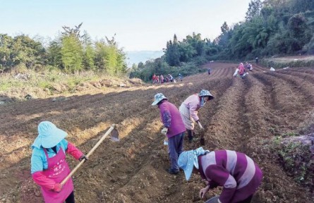 重庆彭水：10万亩中药材推动乡村振兴见实效
