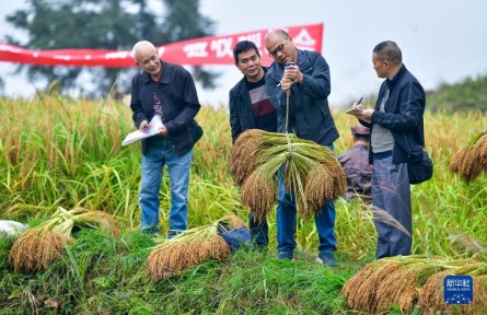 粮食产量连年稳定在1.3万亿斤以上 中国饭碗牢牢端在自己手上