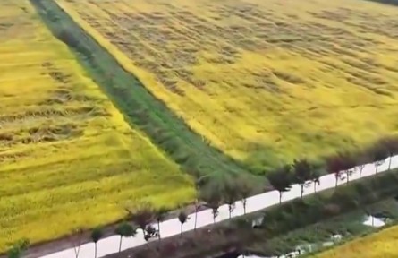 【新思想引领新征程】加快建设农业强国 扎实推进农业现代化