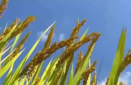 建设有中国特色的农业强国