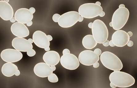 科技名词|酵母菌 yeast