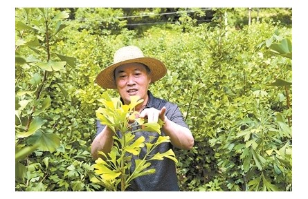 周守坤：情痴金叶银杏