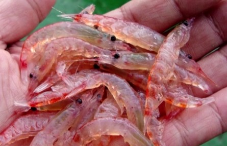 探秘南极生物：南极磷虾——地球上生物量最多的动物