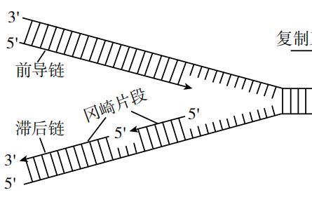 科技名词|半不连续复制 semidiscontinuous replication