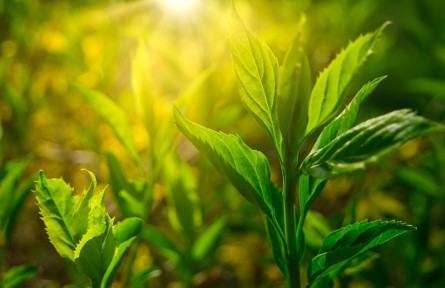科技名词|光合作用 photosynthesis