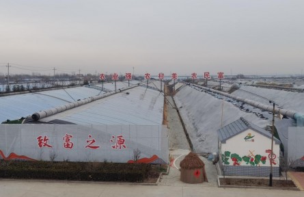“红果子”引来“金凤凰”——山东平度乡村产业吸引返乡“新农人”