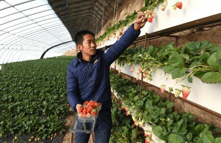 北京昌平：产业帮扶成效显著  “一菜一果”落户阿鲁科尔沁旗