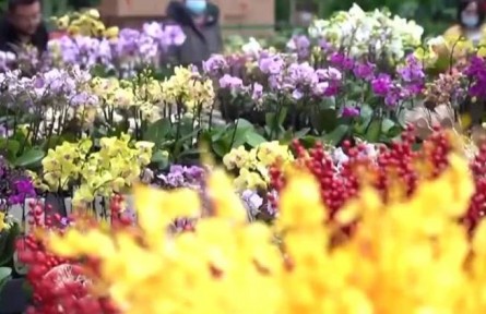 【新春走基层】斗南花市里的美丽事业