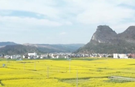 油菜花开引客来 春风吹暖“花经济”