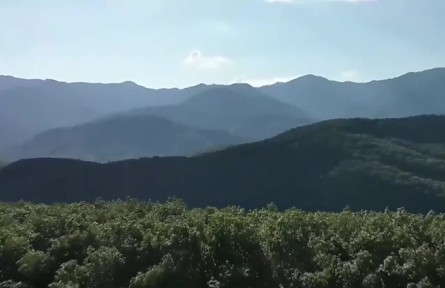 我从基层来·全国政协委员张敏：加大产业支持 稳定橡胶战略物资供给