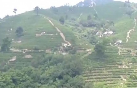 【我从基层来】梁云英：发展黄茶产业 推进乡村振兴 殷其龙：助力出租车行业健康发展