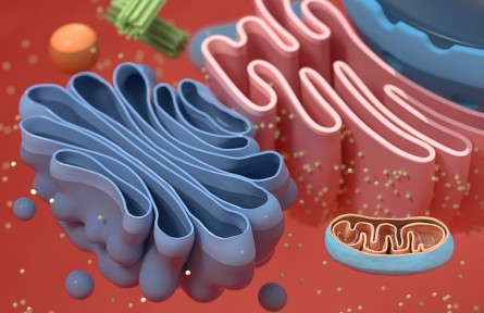 科技名词 | 高尔基体 Golgi body