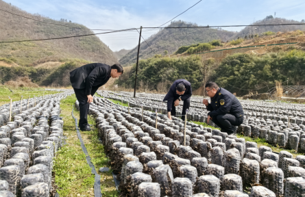 湖北竹山知识产权宣传到田头
