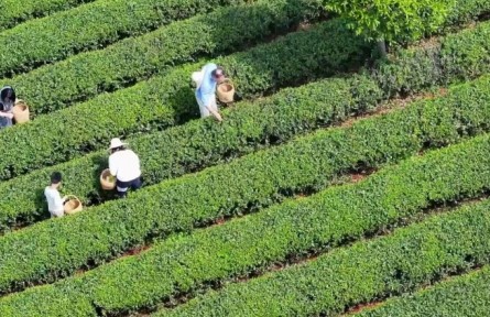 春意正浓茶飘香，湖南长沙望城乌山茶园抢“鲜”开采