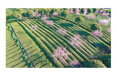 春茶全面采摘上市 产量预计比去年增长10%左右