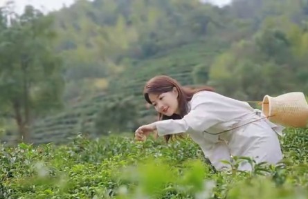 江西九江捉马岭村：用明前茶的方式重新打开“清明”