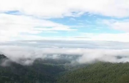 云南：“产业化 规模化 标准化 品牌化”推动云茶产业高质量发展