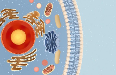 科技名词|核糖体 ribosome