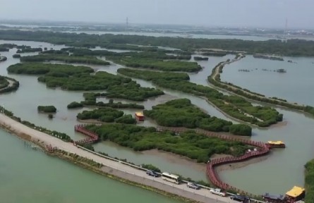 广东：像爱护眼睛一样守护好红树林