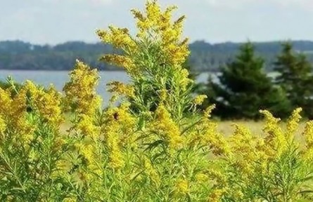 4月15日是全民国家安全教育日：综合施治 防控生物入侵