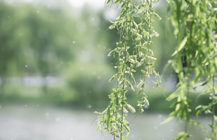 飞絮高发期如何远离“飞絮烦恼”？这些误区请注意