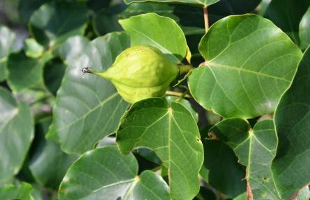 我国研究人员发现6种植物新物种
