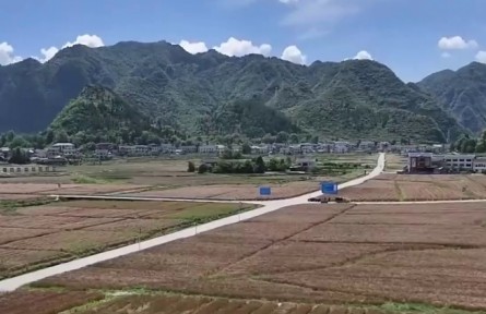 西南麦收展开 各地抓好“三夏”生产