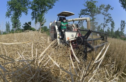湖北襄阳：81.7万亩油菜丰收 机械化收割减损增产